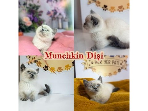 Munchkin yavrular