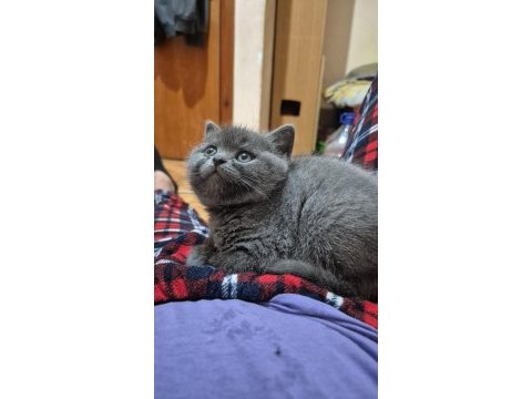 Scottish fold biritish shorthair sağlık garantil
