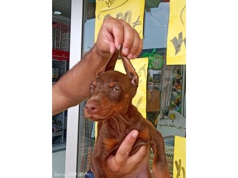 Doberman yavrular 19/05 doğumlu cipli karneli