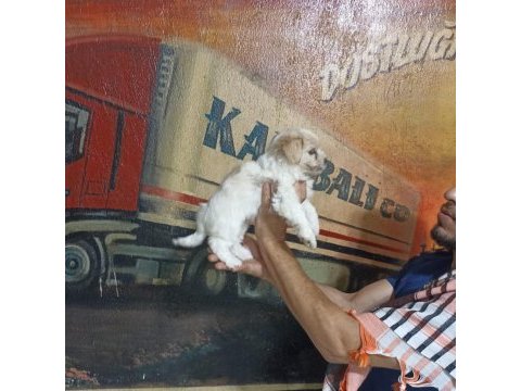 60 günlük dişi morkie