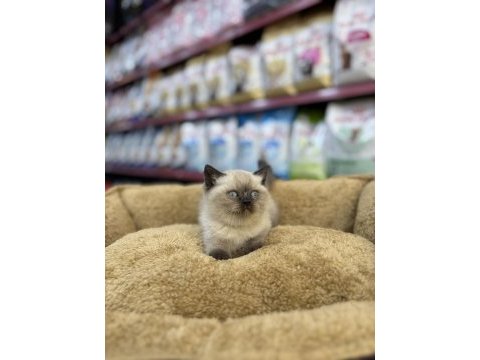 British shorthair bluepoint yavrumuz