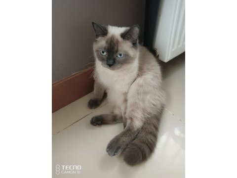 Kediler arası kavga şiddetli geçimsizlik nedeni ile