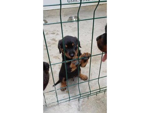 22 haziran doğumlu erkek rottweiler