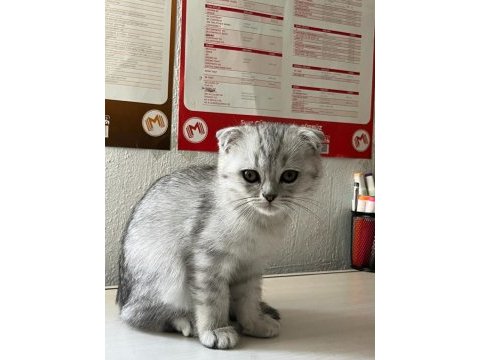 Scottish fold kediler
