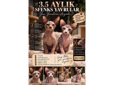 3.5 aylık orjinal sfenks dişi yavrular