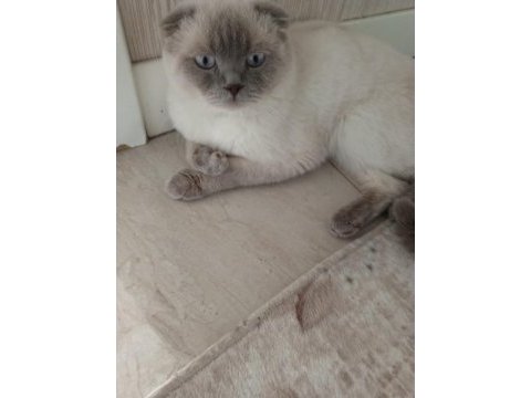 Scottish fold 2 yaşında erkek
