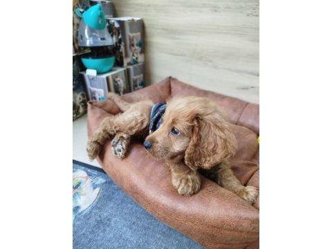 2.5 aylık dişi toy poodle