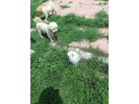 Pomeranian boo köpeği