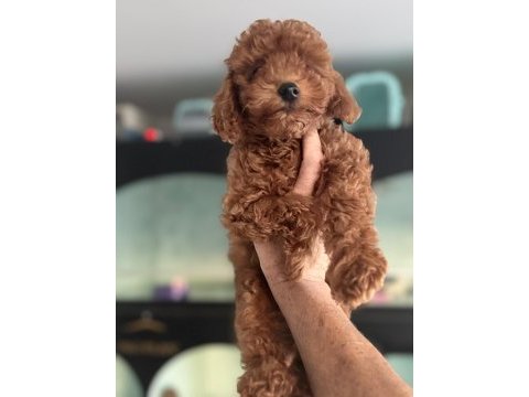 Show kalite aşılı pasaportlu toy poodle