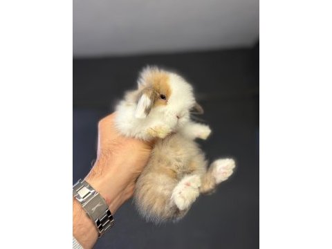 Hollanda lop tavşanları