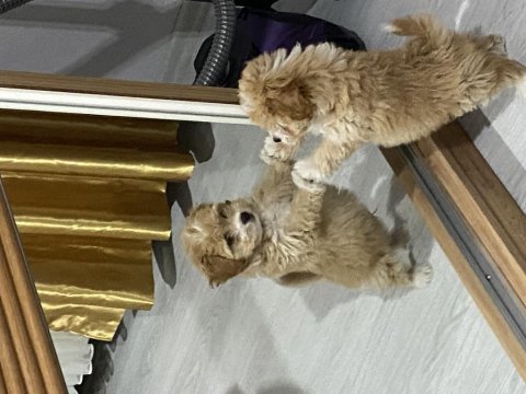 4 aylık maltipoo erkek yavru