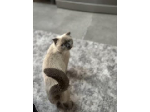 Ücretsiz scottish blue point kedi sahiplendirme