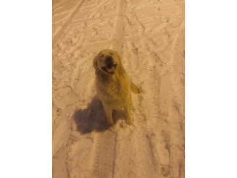 Dişi köpek ile çiftleştirmek istiyoruz golden retriever