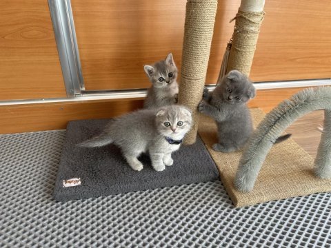 47 günlük dünya tatlısı yavru scottish fold kediler