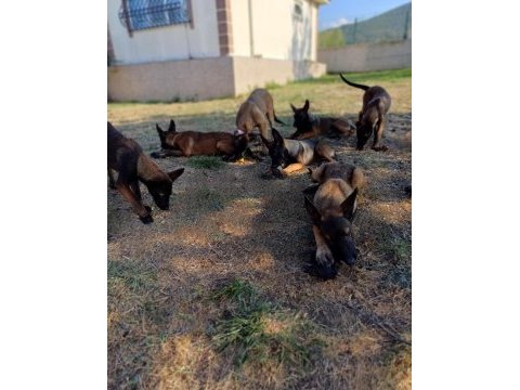 Aşılı çipli fcı kıf şecereli malinois yavrularım