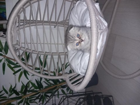 İki tane yavru scottish fold yavrular yuvasını arıyor