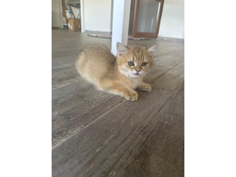 Golden british shorthair safkan 3 aylık