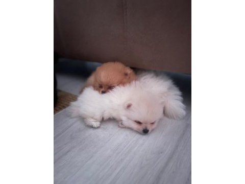2 aylık beyaz dişi pomeranian
