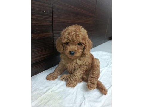 Hakiki toy poodle