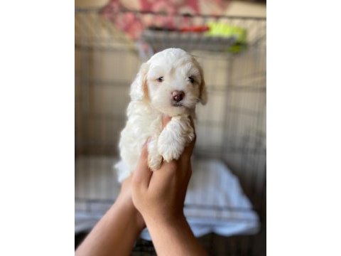 Toy poodle yavrumuz dişi