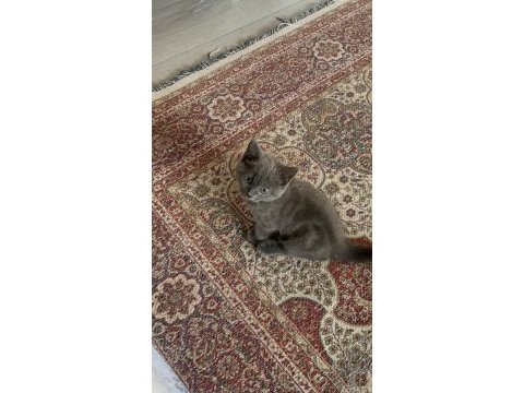 Yavru british shorthair sahiplendirme (izmir)