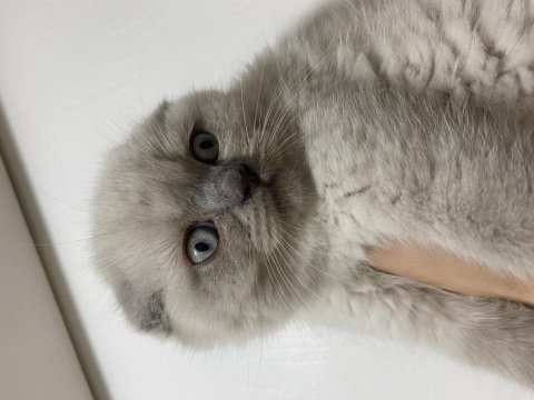 15 mayıs doğumlu erkek scottish fold blue point