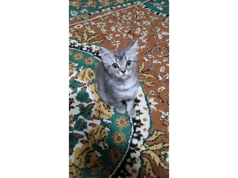 Silver point british longhair