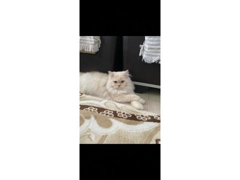 Chinchilla cins kedimiz