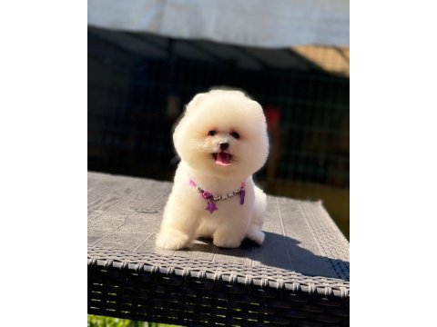 A kalite pomeranian boo