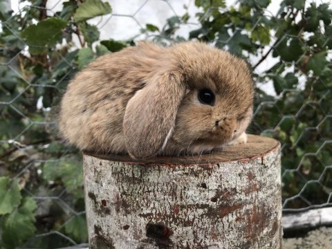 Mini lop tavşanı bebeklerimiz
