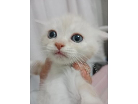 Chinchilla 2 aylık sahiplendirme
