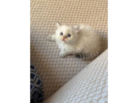 Safkan british longhair yavrular