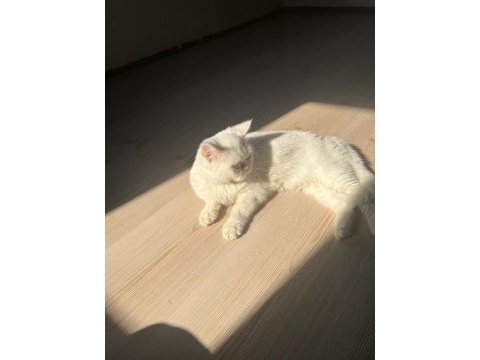 5 aylık british shorthair yavru kedimiz