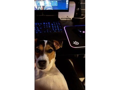 Safkan jack russell 1 yaşında