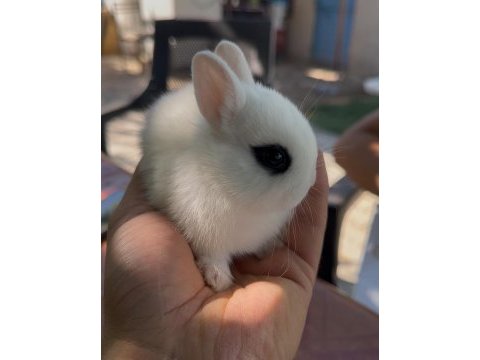 Hollanda cüce tavşanlar (netherland dwarf)