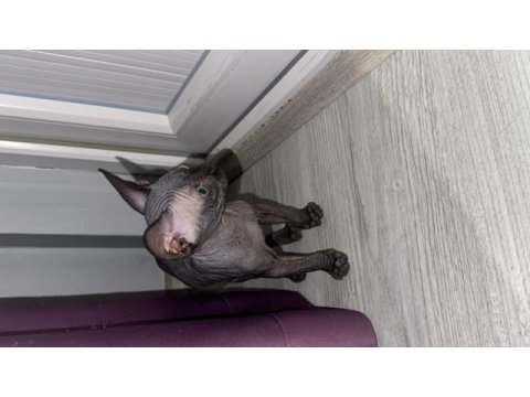 Sfenks bebek yuva arıyor