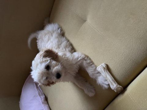 Sevimli dört aylık maltipoo dişi