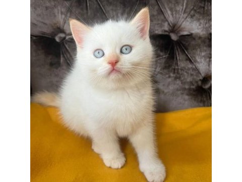 British shorthair yavruları