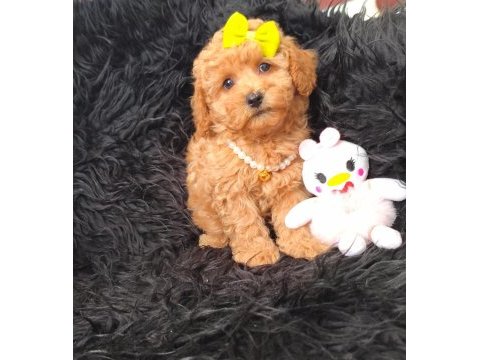 Core maltipoo bebekler