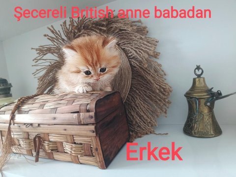 British longhair golden secereli anne babadan