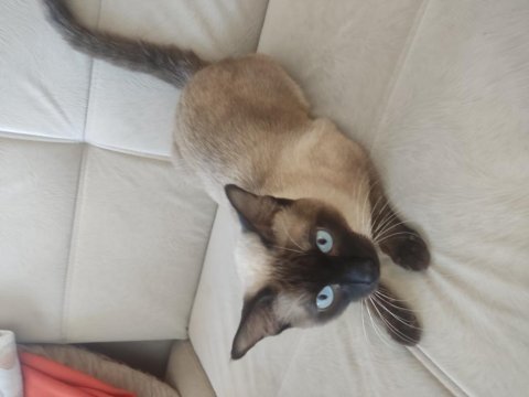 13 aylık erkek siyam kedisi çiftleşmeye hazır