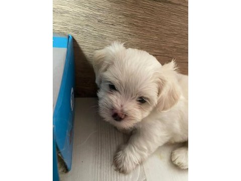 Kore kan maltese terrier yavrular