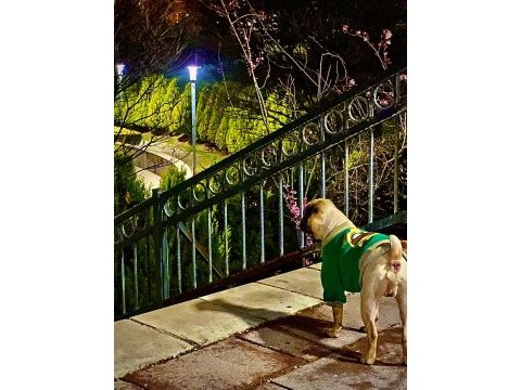 1.5 yaşında orjinal gül kuyruk pug damızlık