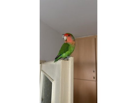 Sahibinden bir dişi bir erkek sevda papağanı