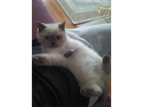Erkek british shorthair blue point yavru