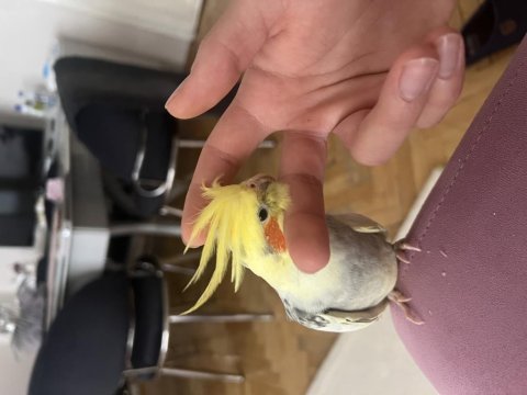 Evcil konuşan erkek sultan papağanı