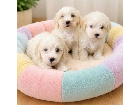 Maltese terrier yavrular