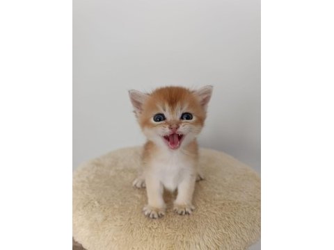 British golden shorthair yavrularım