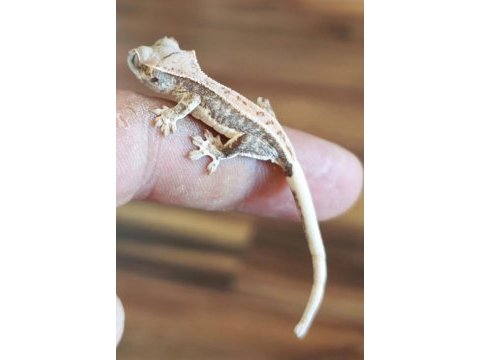 Crested gecko üst kalite