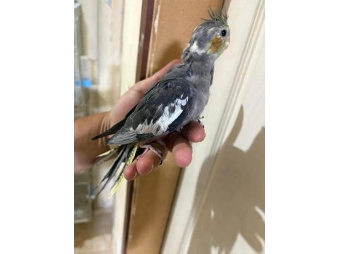 44 günlük konuşturmalık sultan papağanı bebek